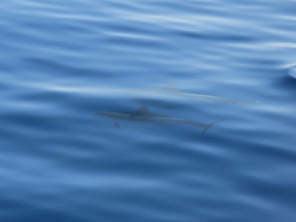 Stenelle striate nel Mar ligure